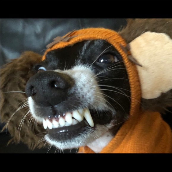 BANDIT - Picture 1 of 2